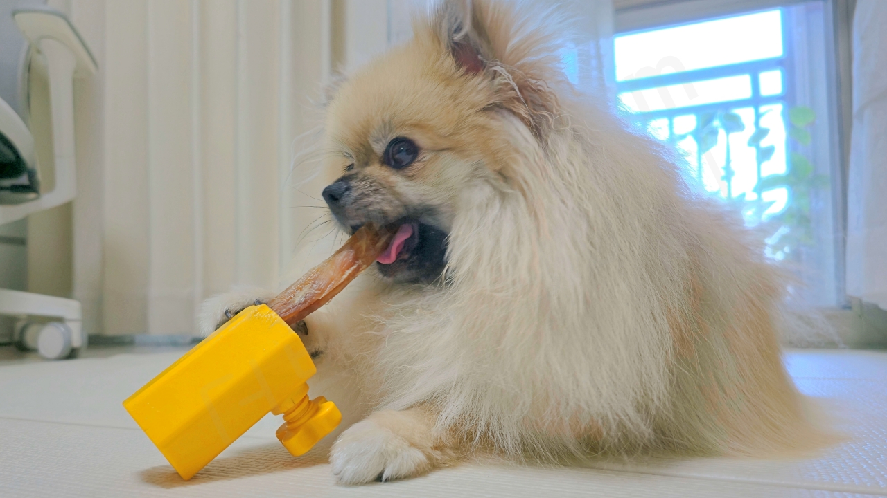 사슴 힘줄 개껌을 씹는 강아지