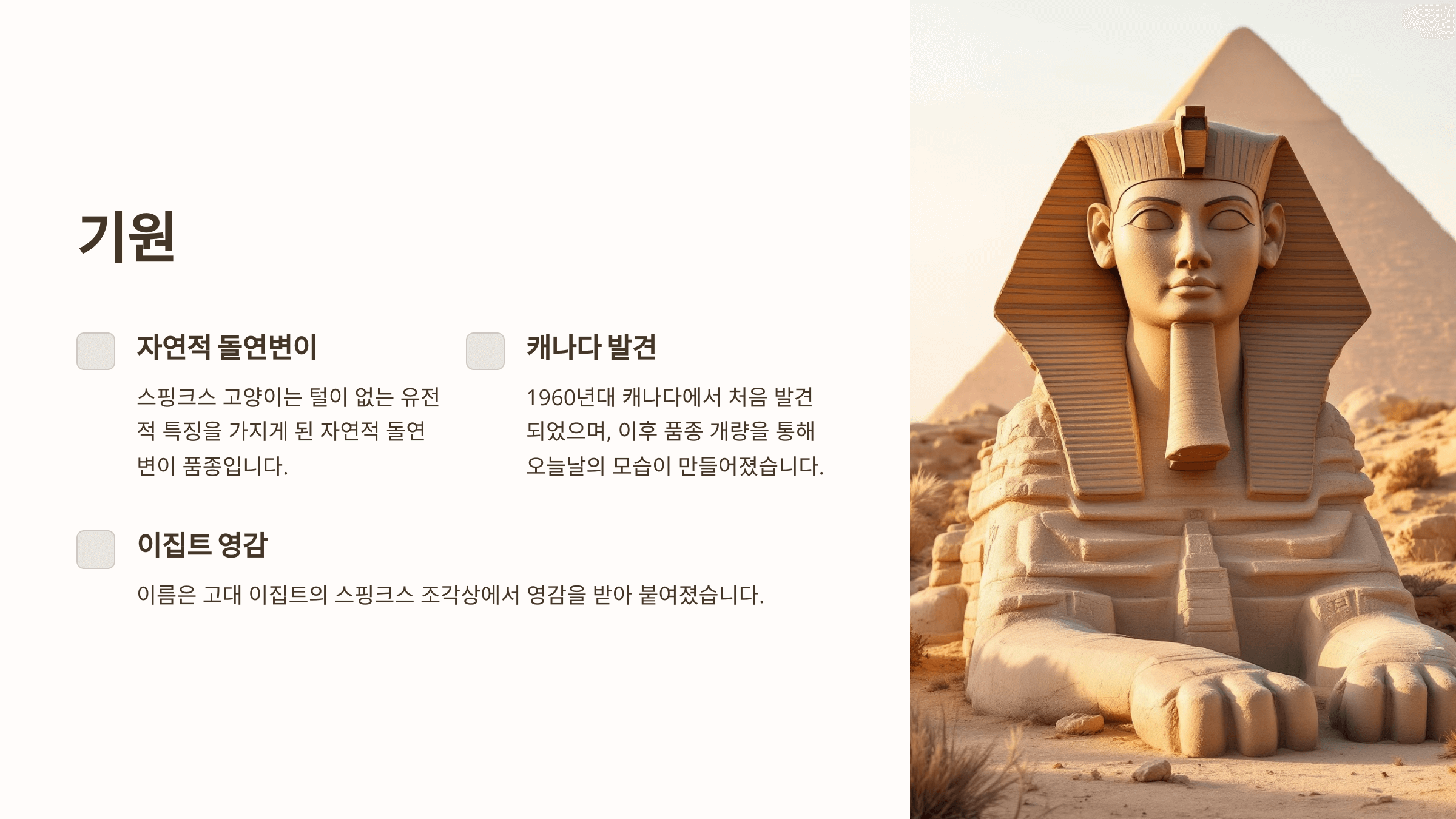 스핑크스 고양이 사진입니다.