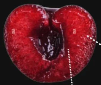 네이토닌 주요 효과 및 성분 정보를 한눈에_8