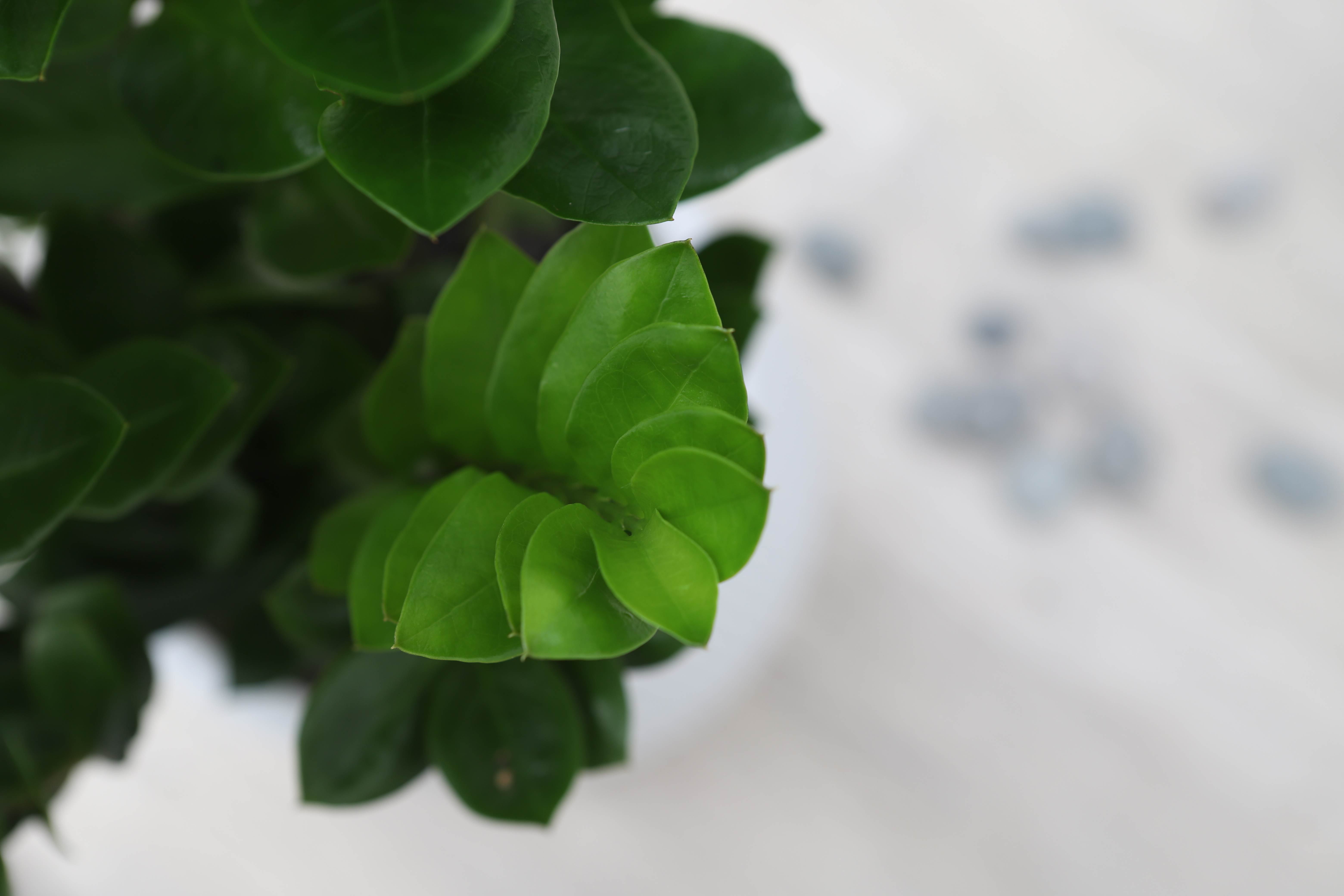 어스플랜트에서 판매하고 있는 공기정화식물 금전수 확대 상세 이미지 입니다.