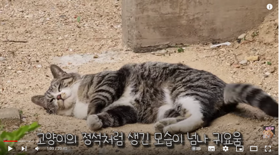 어미없이 부직포를 먹고있던 한달된 아기 고양이 구조!