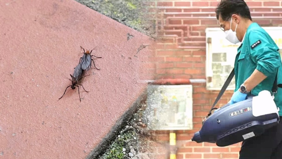 러브버그의 집단번식