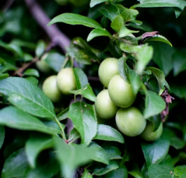 매실 효능과 부작용 고르는법 칼로리