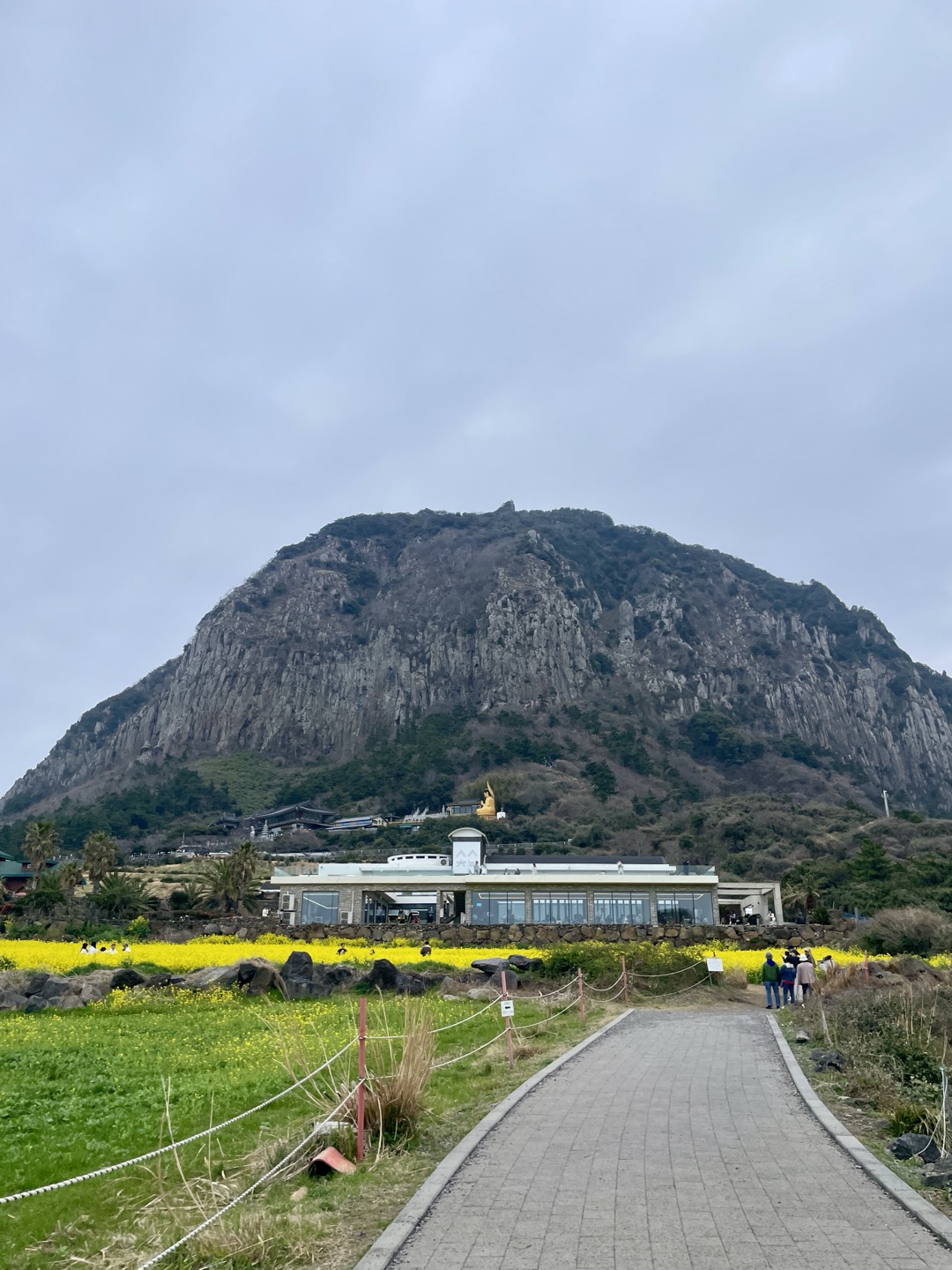제주 유채꽃 필수 코스