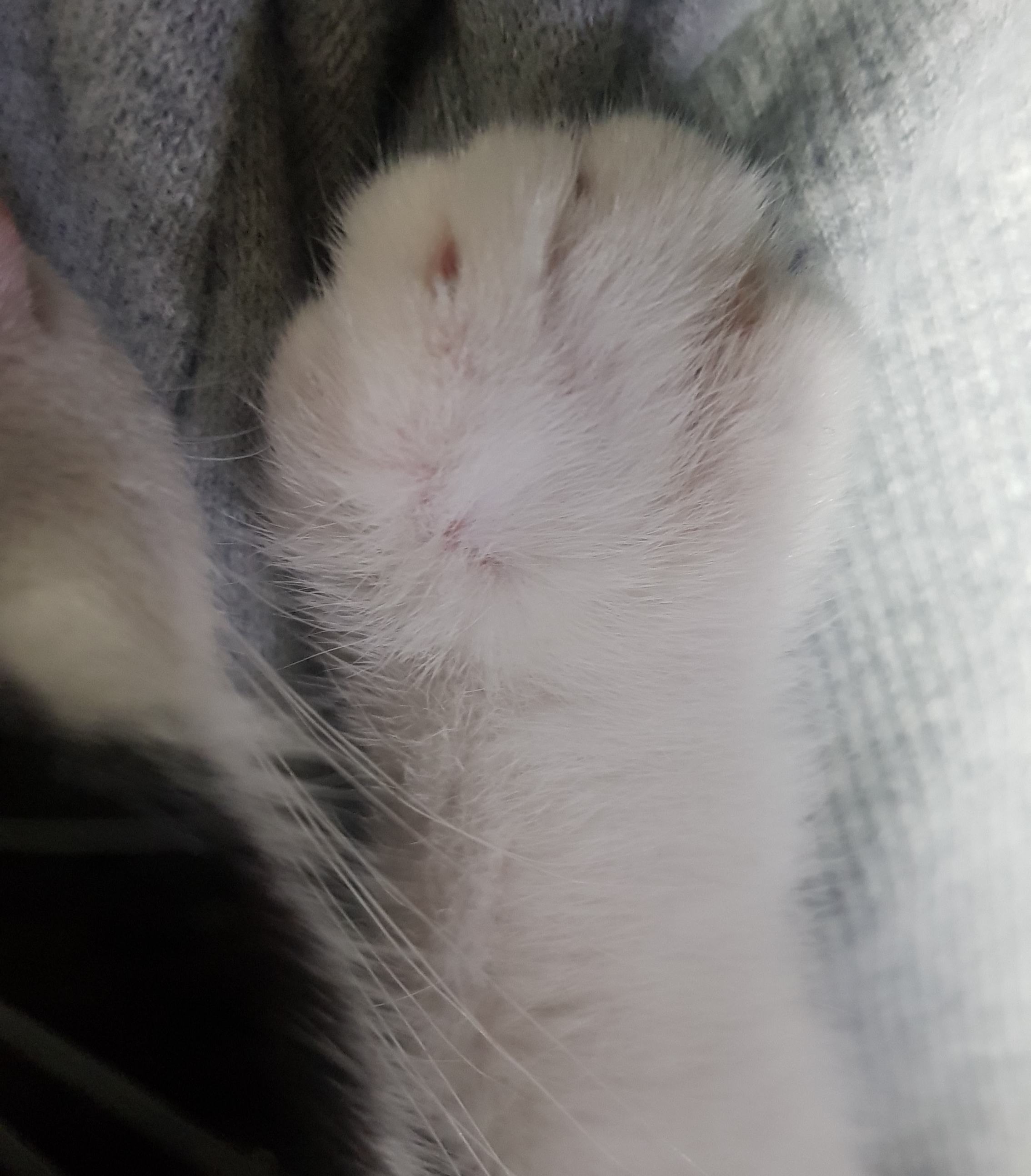 고양이 솜방망이