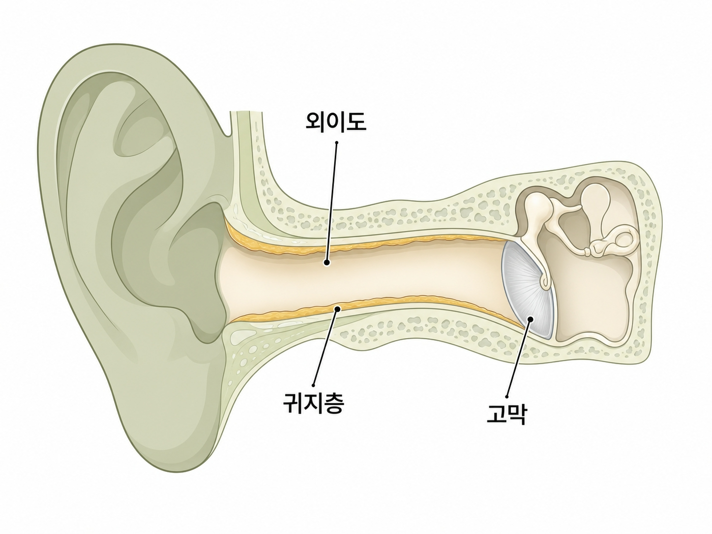 귀 후비면 안 되는 이유 귀지 방어막 구조