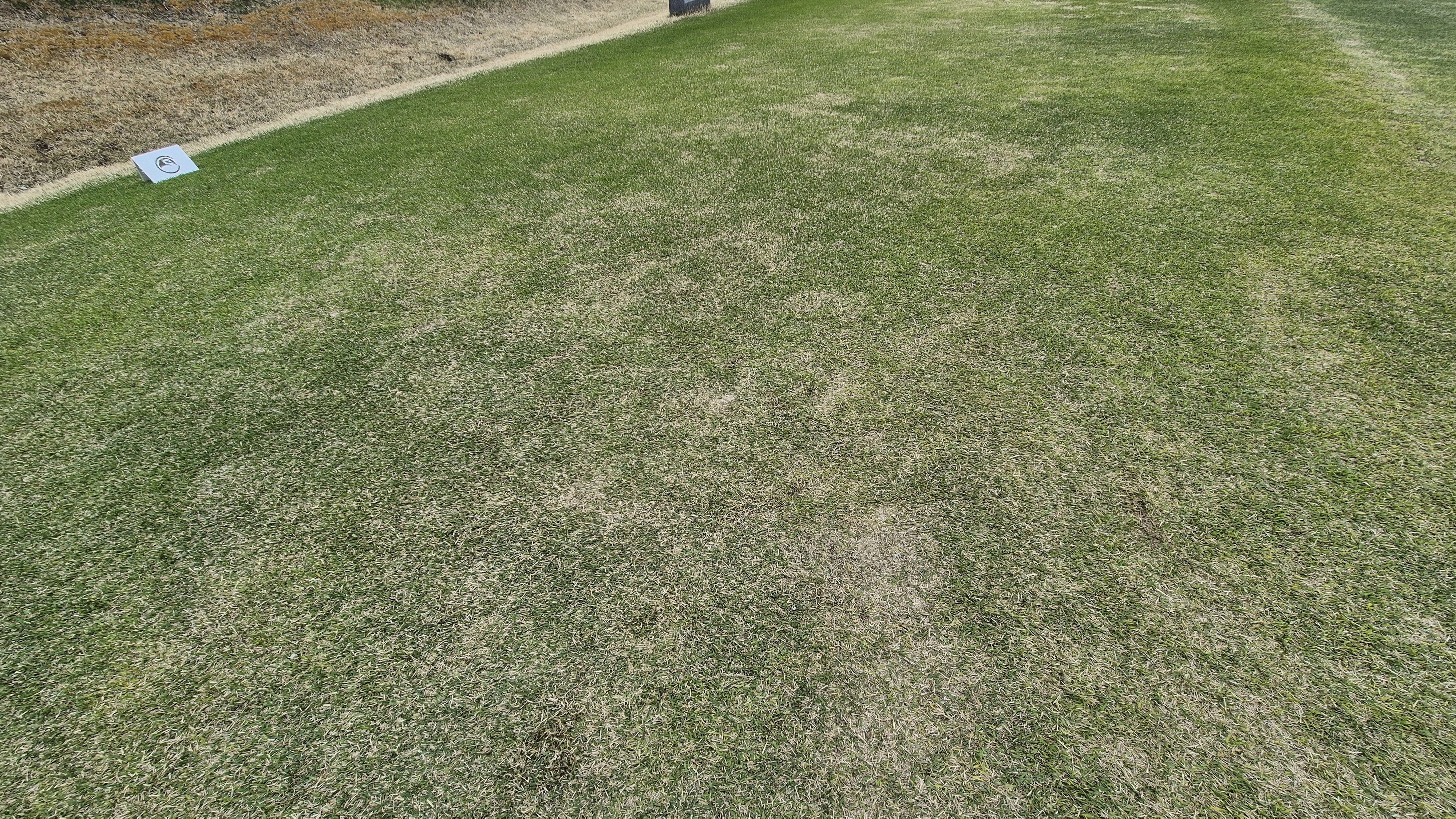 시그너스cc 코튼-라미 코스 티잉구역 상태