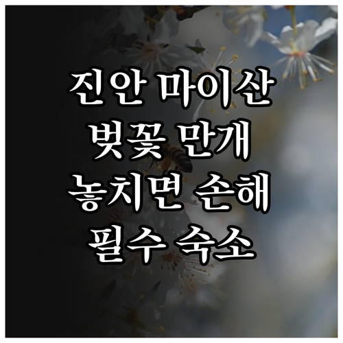 진안 마이산 벚꽃 만개 시기 예측 및..