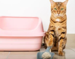 고양이 배변 훈련 시기, 방법 실패 없는 초보 집사 가이드