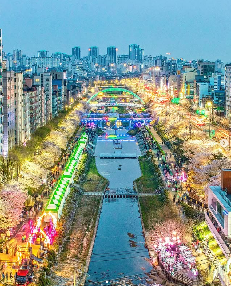 불광천 벚꽃축제