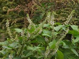 들깨 파종 시기