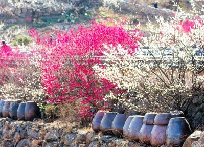 광양 매화축제