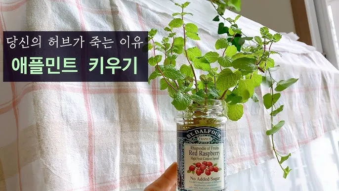 애플민트 재배 번식 빠름 물주기 요령 잎 수확_3