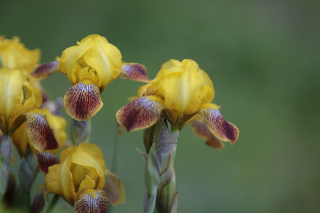 Iris
