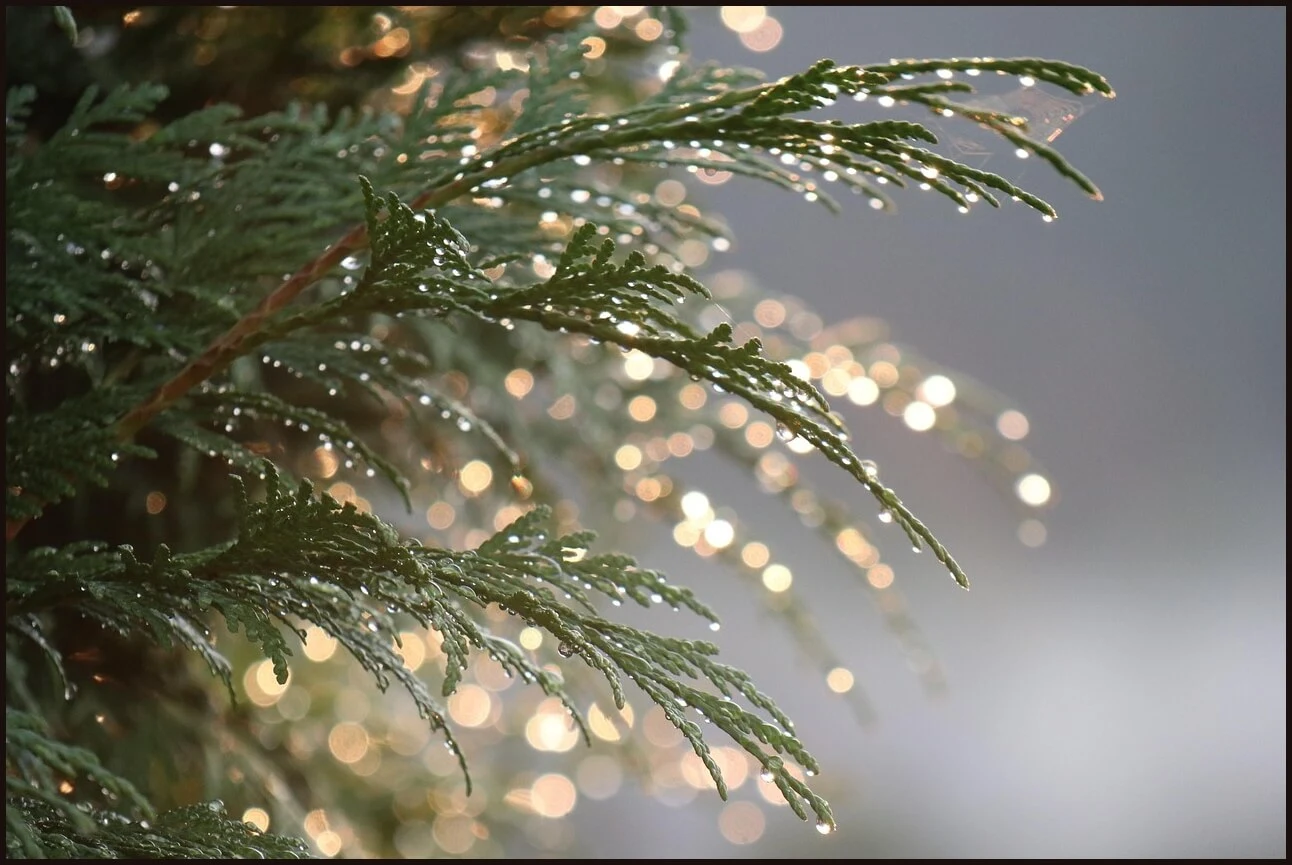 우체국 정기예금 금리