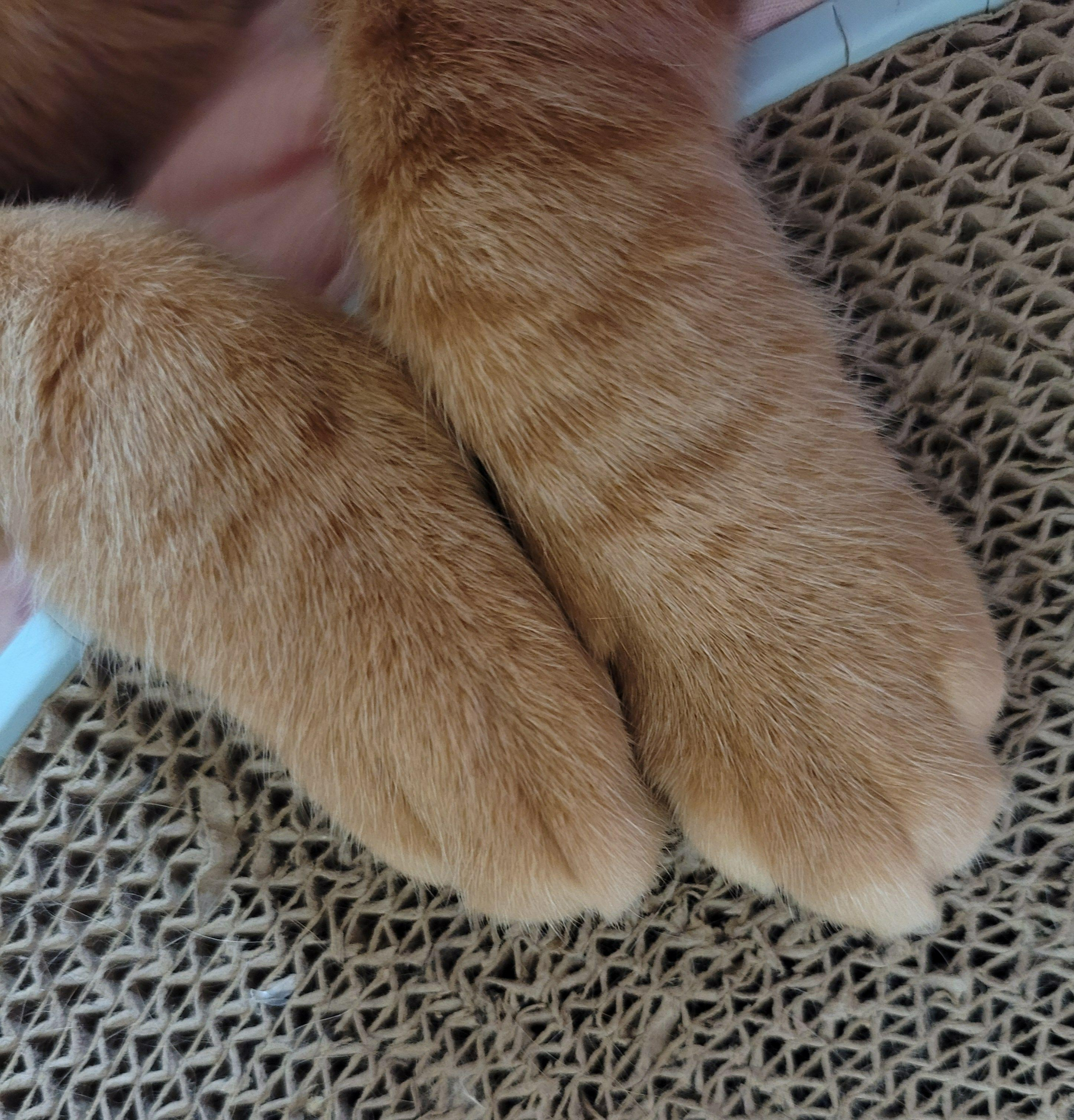 고양이 발