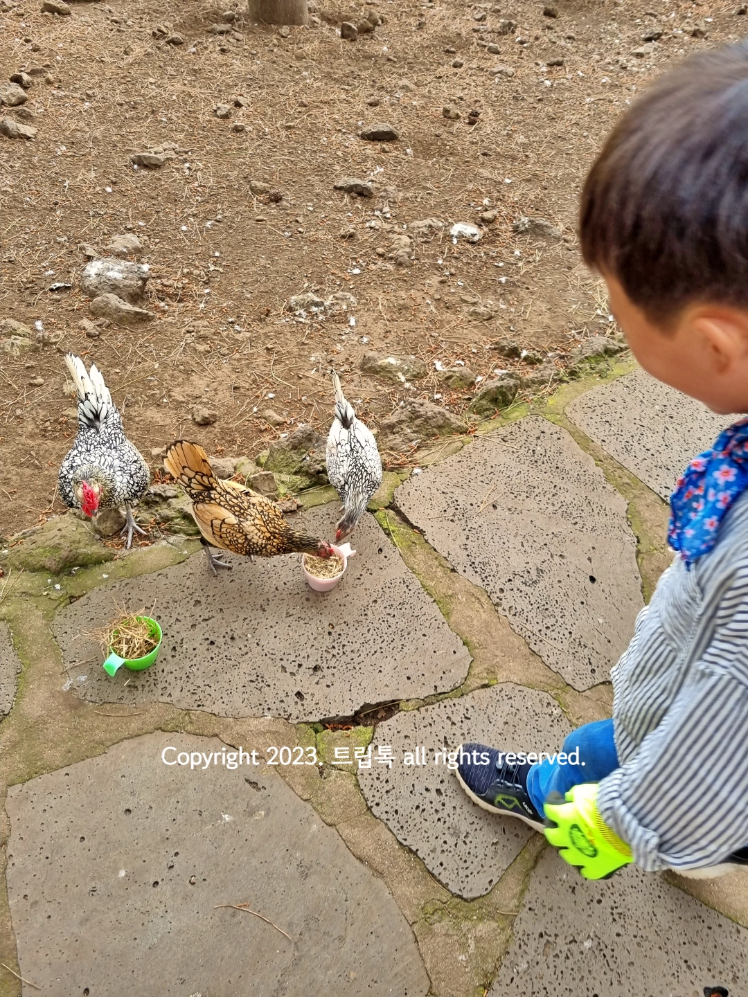 작은 새 3마리에게 바닥에 먹이를 주는 아이