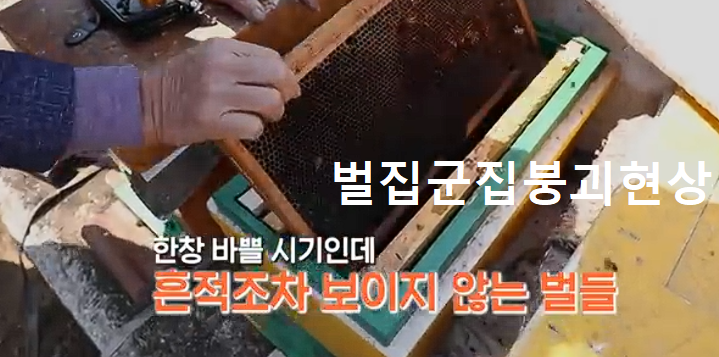 벌집군집붕괴현상 벌이 사라진모습