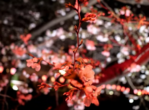 2026 벚꽃 코스 지역별 완벽 가이드