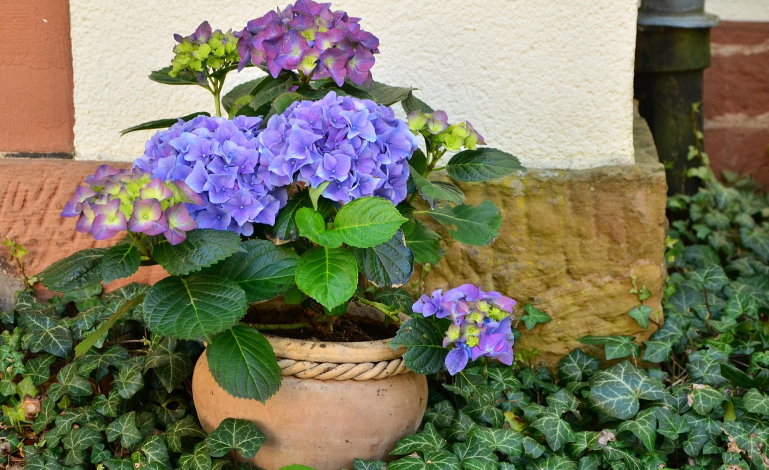 수국 개화 시기