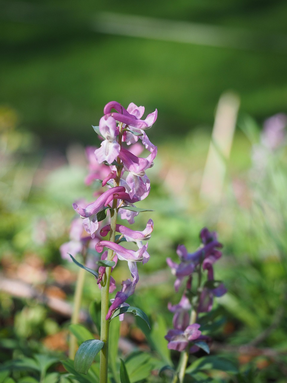 현호색 효능 및 부작용 정리 ❘ 복용법과 하루 권장량 안내