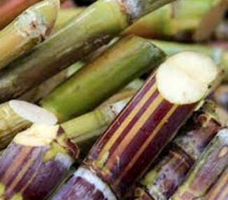 옥타코사놀이란