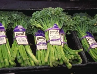 브로콜리니 재배 가지 분지 키우기 연속 수확 물 관리_4