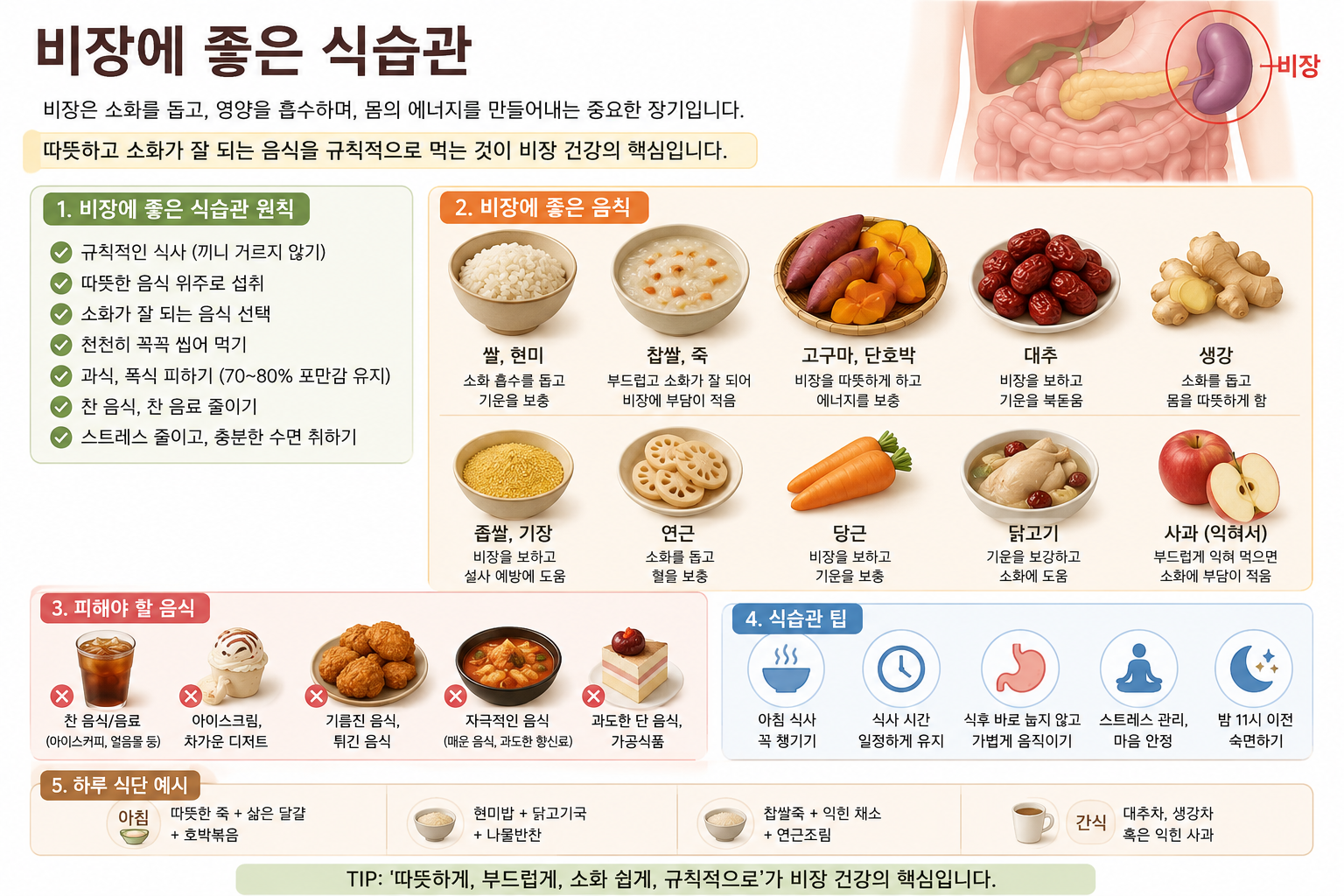 비장은 어떤 기능을 하는 걸까 (비장기능, 수분대사, 식습관)