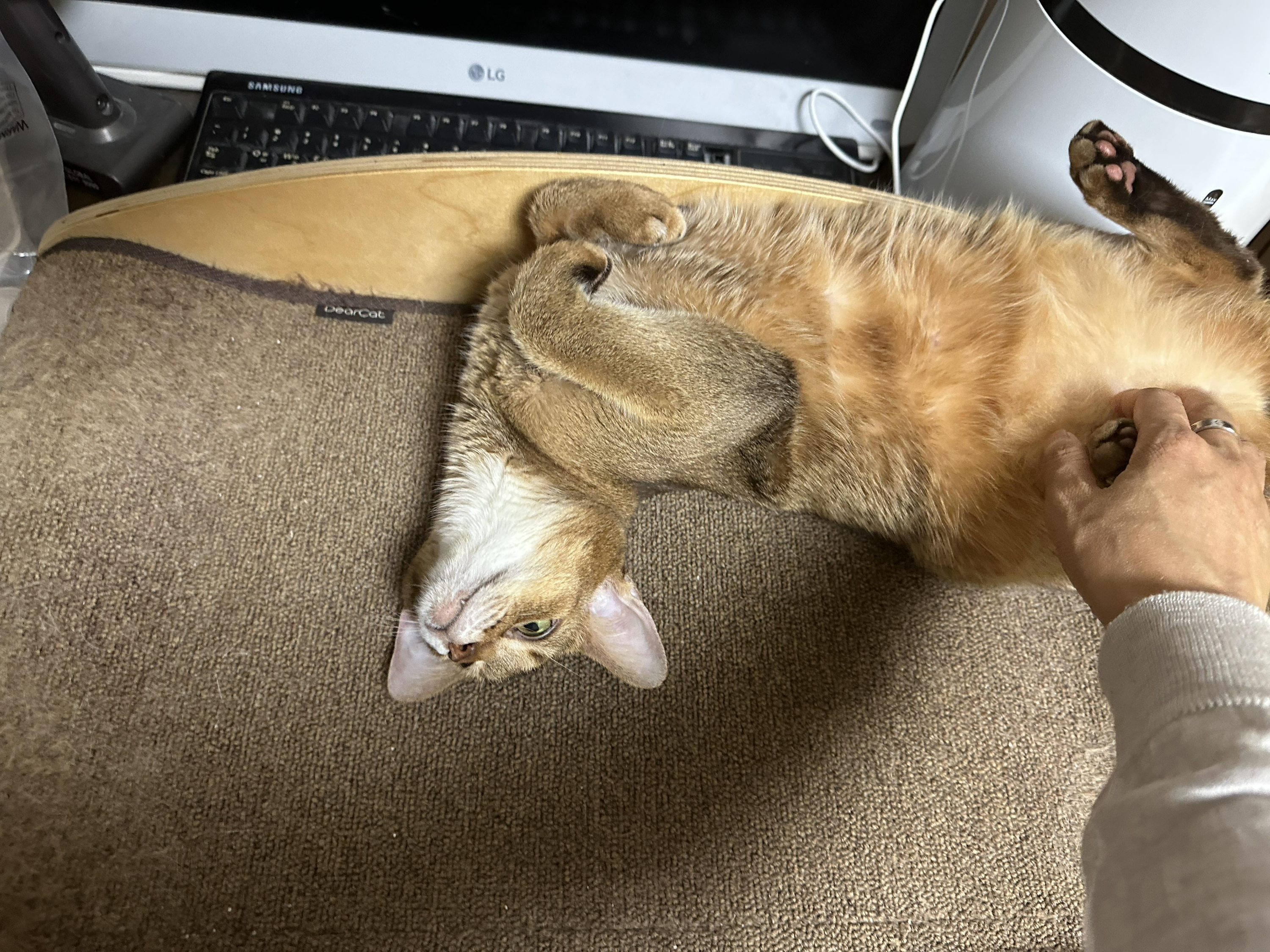 스크래쳐_위에서_발라당_하고_있는_아비시니안_루디