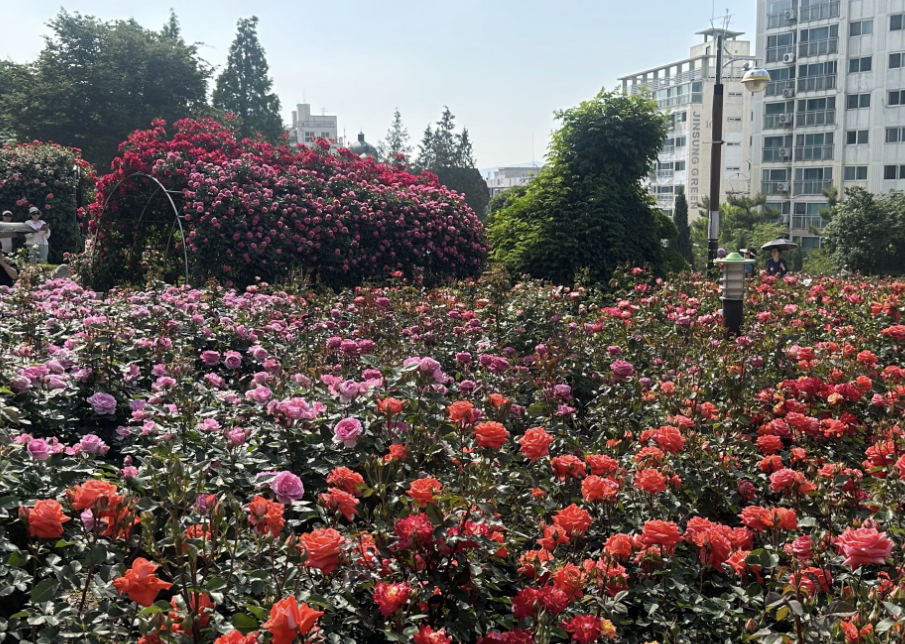 부천 백만송이 장미축제 전경