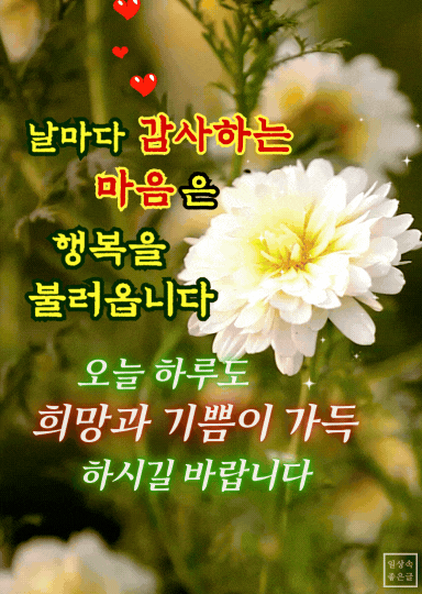 가을 아침 인사말 꽃 이미지, 감사하는 마음과 희망의 글귀가 담긴 하얀 국화 사진