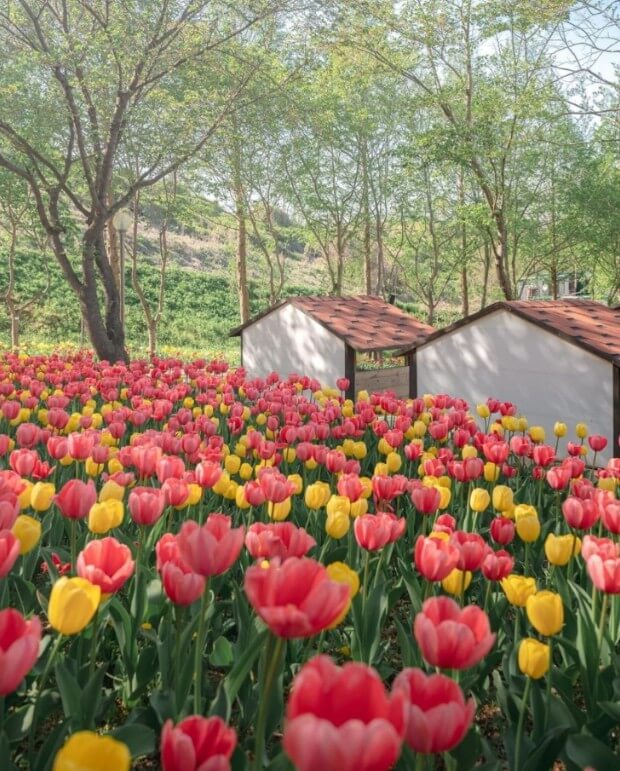 피나클랜드 불꽃축제