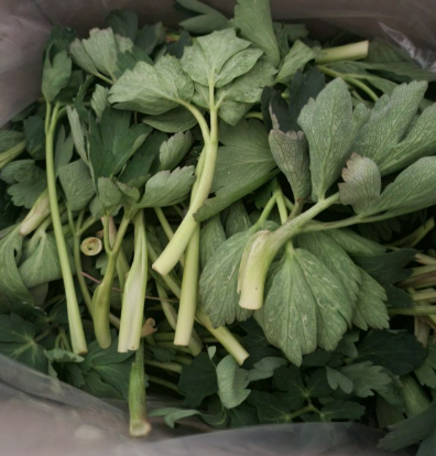 방풍나물이 담겨져 있는 모습