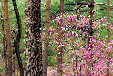 응봉산 (사진출처:울진군문화관광)
