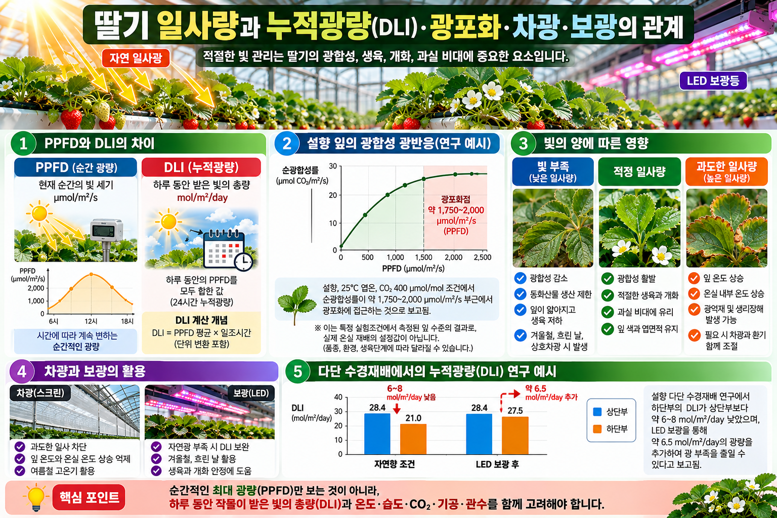 딸기 일사량과 누적광량(DLI)&middot;광포화&middot;차광&middot;보광의 관계