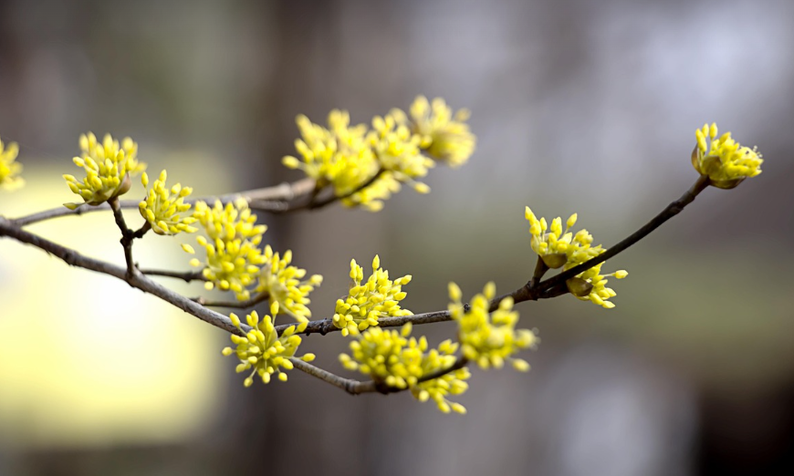 전남구례 산수유 개화시기