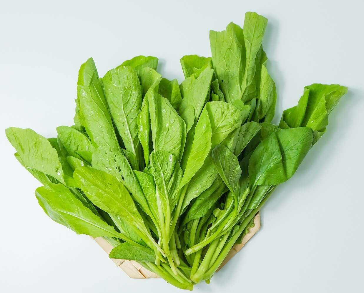 시금치 사진