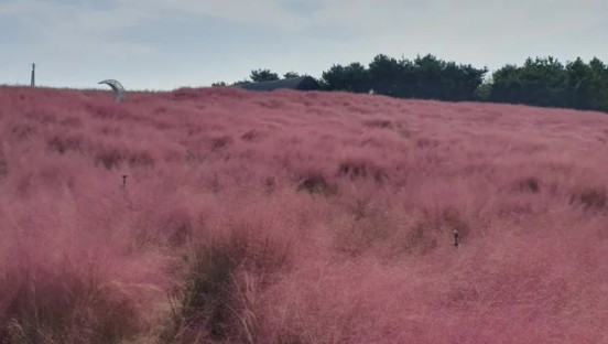 폭삭속았수다 촬영지 유채꽃밭 고성 학원농장 방문 관련 사진