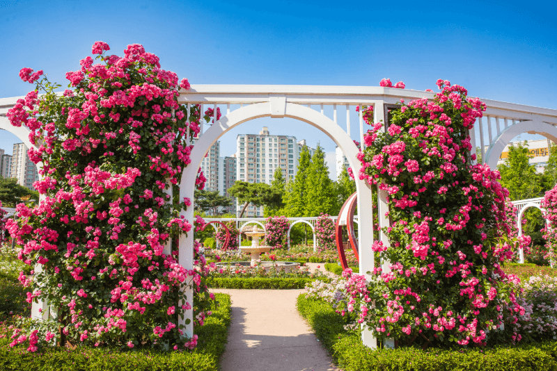 2025 오산 OH! 해피 장미빛 축제