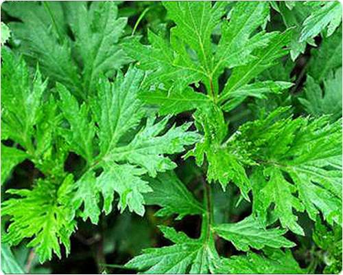 쑥국 맛있게 끓이는 법