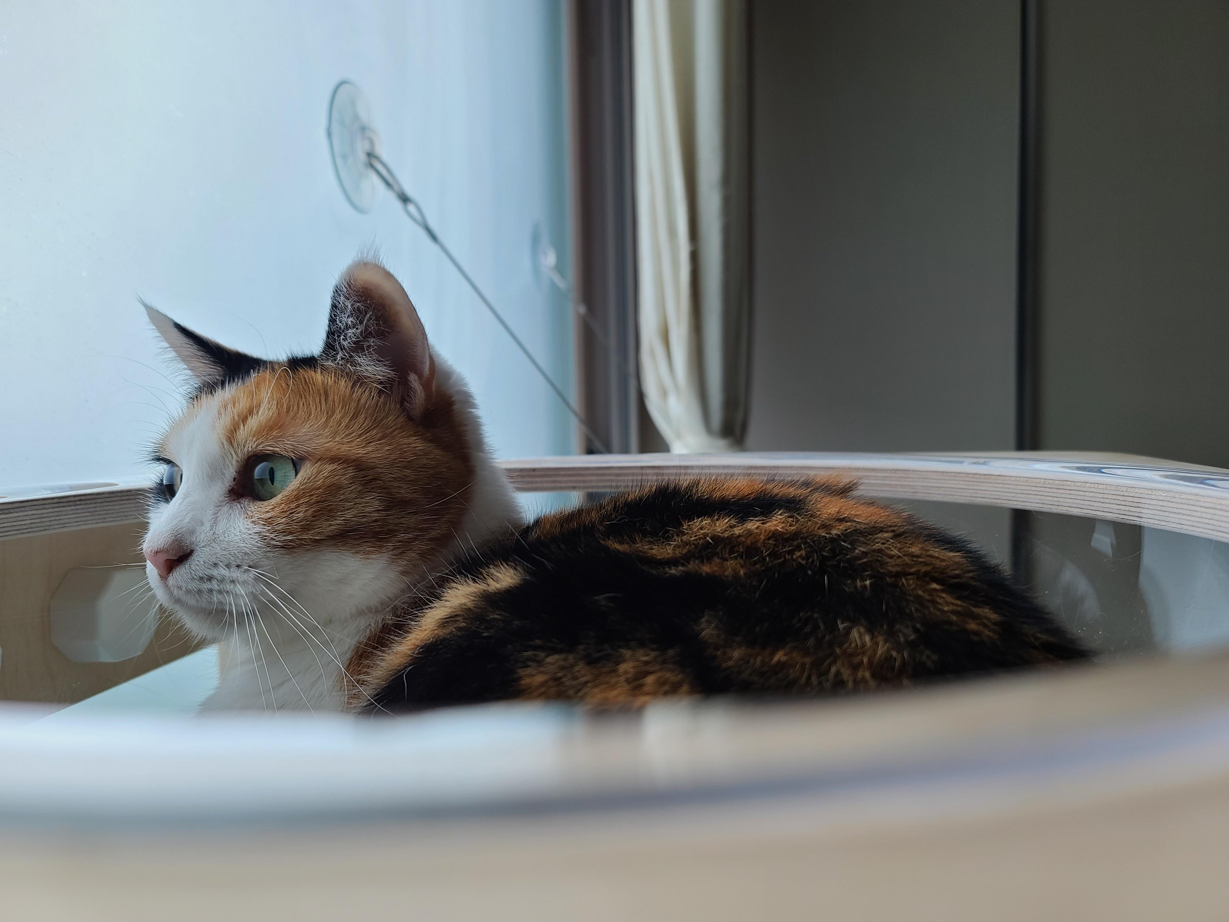 역시 니가 첫번째일줄 알았어 요미야 ㅋ(feat.캣볼 뷰 맛집_젤리,창밖)