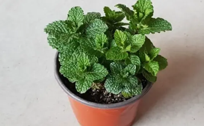 빈대 예방 및 퇴치