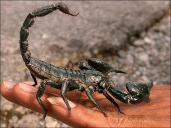 반려 전갈, 위험할까? 실제 사례로 알아보는 사육 안전성