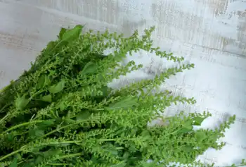 국산 들깨 1말 가격&amp;#44; 들깨의 효능과 영양성분