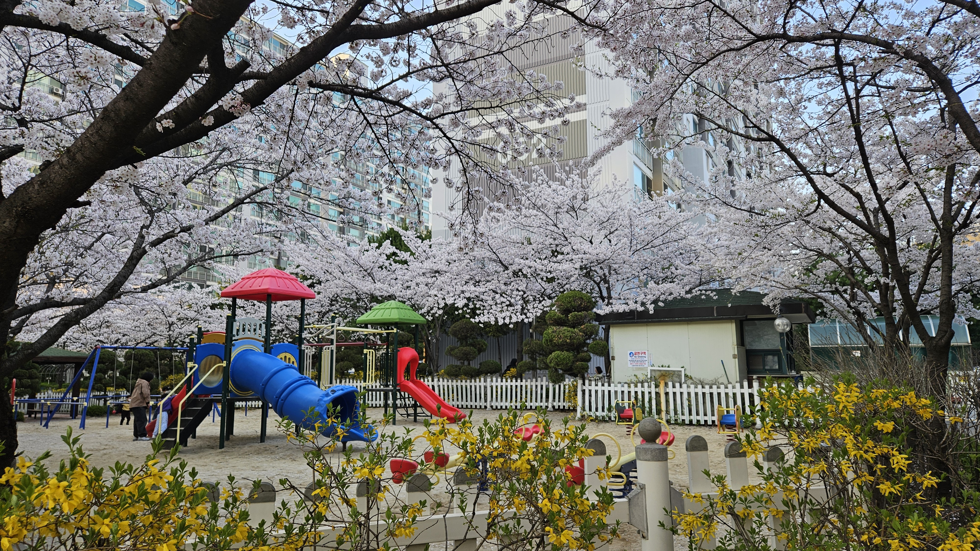 수원 숨은 벚꽃 명소