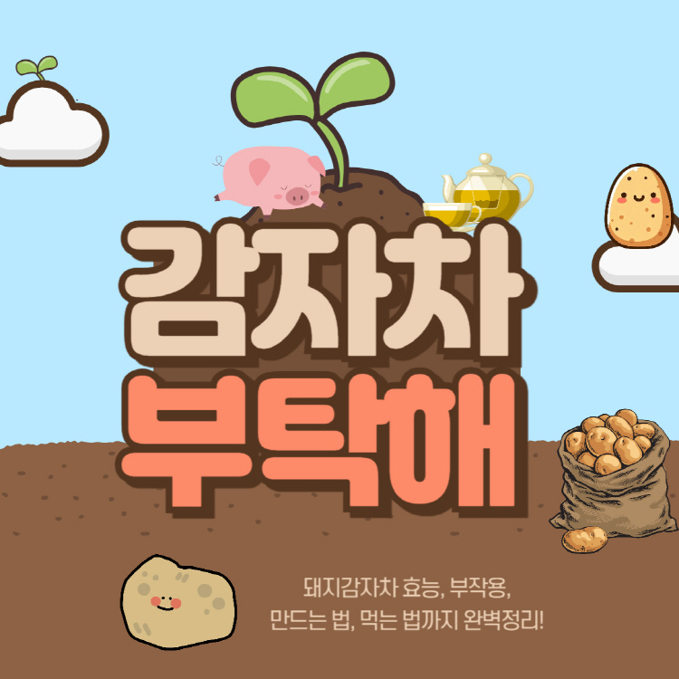 돼지감자차 효능 부작용 만드는법 먹는법 완벽정리(돼지감자차 카페인 성질 당뇨)