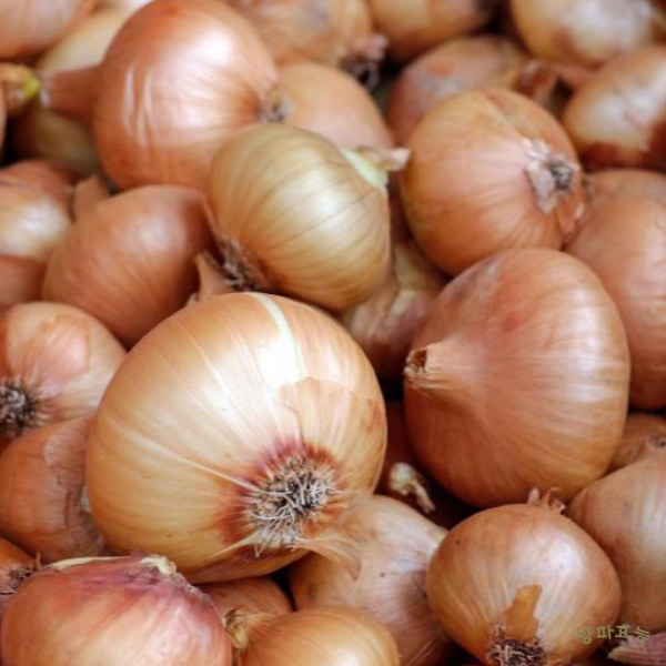 양파 효능│ 양파의 효능 알고 드세요!