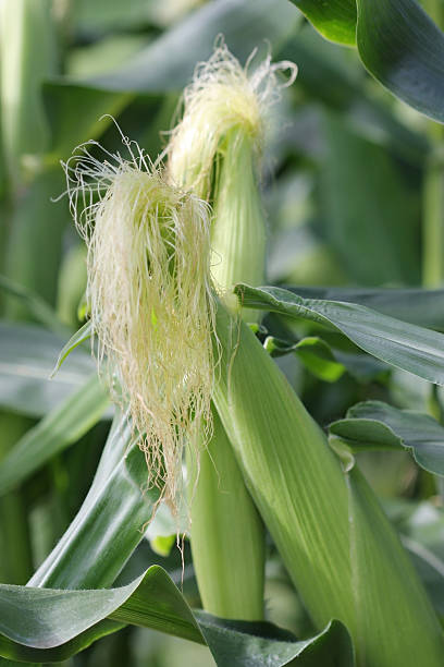 옥수수 수염차 효능