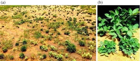페클루바이러스에 감염된 인도땅콩