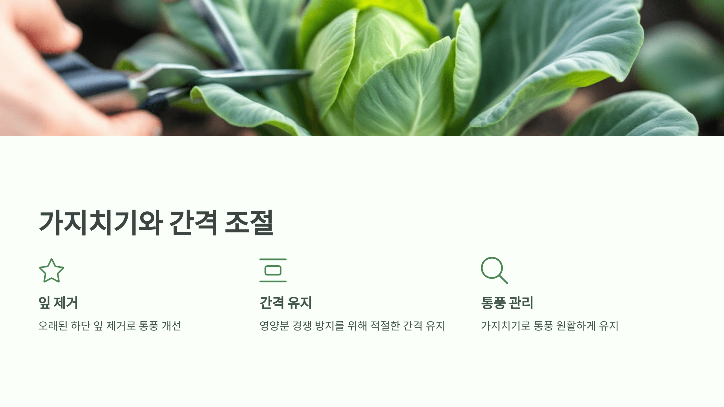 방울양배추 사진입니다.